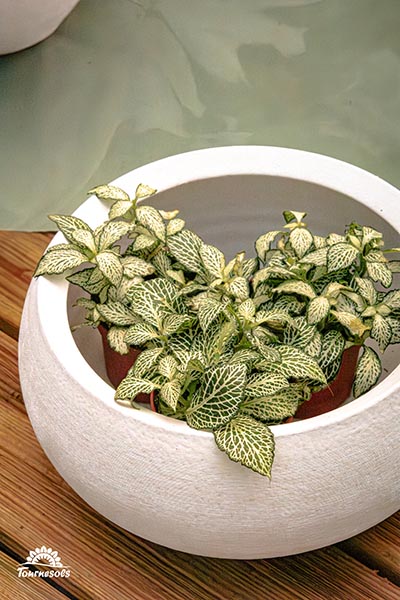 Fittonia